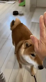 🙌 d9588b8b cane, shiba inu, animale domestico, animale, batti il cinque, animale domestico, razza canina telegram sticker