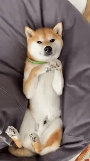 😏 d9a7ed89 cane, shiba inu, animale domestico, carino, animale telegram sticker