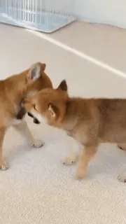 Shiba Inu Vimdeos #2 @LegendaryKeys telegram stickers