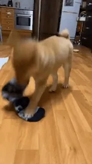 😠 eca8f932 cane, animale domestico, cucciolo, giocando, carino, calzini telegram sticker