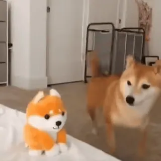 😱 f375b6fe cane, shiba inu, peluche, animale domestico, animale, carino telegram sticker
