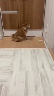 ☹️ 079aea5a 狗, 动物, 宠物, 柴犬, 坐着, 家畜, 可爱 telegram sticker