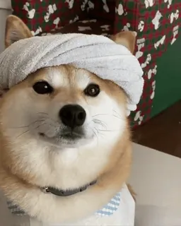 🤴 25b8e290 狗, 柴犬, 毛巾, 可爱, 宠物, 动物 telegram sticker