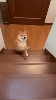 😂 28960b71 狗, 楼梯, 柴犬, 宠物, 动物, 可爱, 楼梯 telegram sticker
