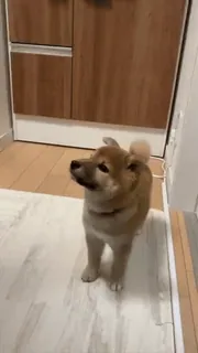 😕 7b92fc50 狗, 柴犬, 宠物, 动物, 可爱, 家畜 telegram sticker