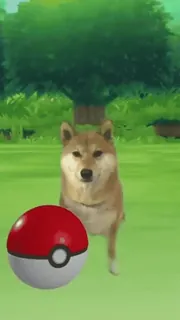 😂 9d620a22 狗, 柴犬, 宝可梦, 精灵球 telegram sticker