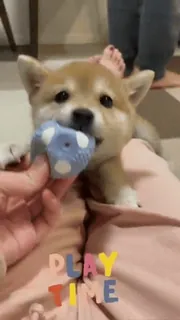 😆 b762c5dd PLAY TIME 小狗, 狗, 宠物, 玩耍, 可爱, 动物 telegram sticker