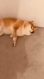 😡 ea0c157e 狗, 柴犬, 动物, 宠物, 可爱, 睡觉, 躺着 telegram sticker