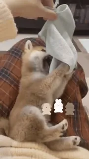 😅 f4101a89 狗, 动物, 可爱, 宠物, 柴犬, 小狗 telegram sticker