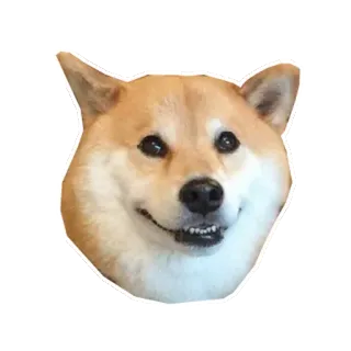 😀 1174e37a Doge anjing, shiba inu, meme, doge, hewan, hewan peliharaan whatsapp sticker