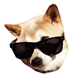 😎 17cab96e anjing, shiba inu, kacamata hitam, keren, hewan, hewan peliharaan whatsapp sticker