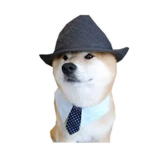 👕 1b2182aa doge, anjing, topi, dasi, meme, shiba inu whatsapp sticker