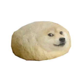 🍞 2a96d85b Doge anjing, meme, shiba inu, lucu, hewan whatsapp sticker
