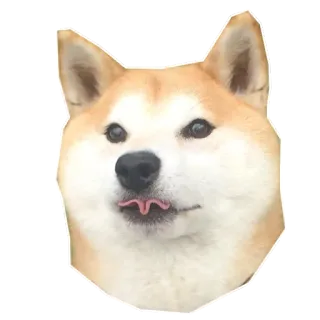 😋 3013ef04 Doge anjing, shiba inu, meme, doge, hewan whatsapp sticker