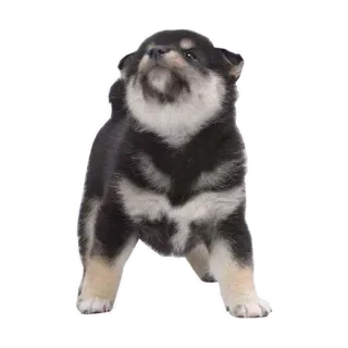 😤 3b81e503 anak anjing, anjing, shiba inu, hewan, imut whatsapp sticker