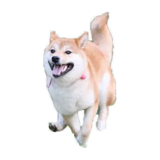 🏃 6e0608da anjing, shiba inu, hewan peliharaan, binatang, lucu, berlari whatsapp sticker