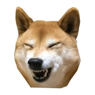 😆 8af39f41 anjing, shiba inu, meme, lucu, hewan whatsapp sticker
