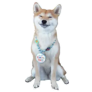 😁 90bedcc0 Doge Oh my Doge Day! anjing, shiba inu, meme, doge, ulang tahun whatsapp sticker