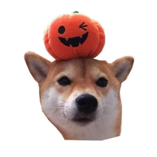🎃 bcda8786 anjing, shiba inu, labu, halloween, lucu, hewan whatsapp sticker