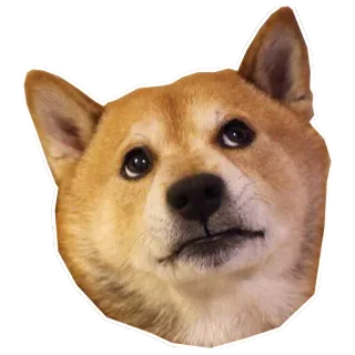 😒 c3633a13 anjing, shiba inu, binatang, hewan peliharaan whatsapp sticker