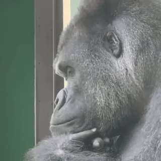 🌟 1717b3d1 大猩猩, 动物, 猿, 沉思, 思考, 野生动物 telegram sticker