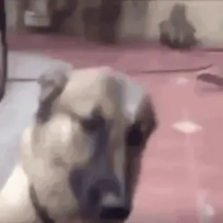 🌟 29e9e5a7 狗, 动物, 宠物, 家畜, 犬类 telegram sticker