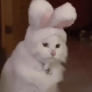 🌟 372502e9 猫, 兔子, 动物, 可爱, 宠物, 搞笑, 白猫 telegram sticker