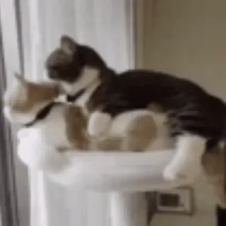 🌟 649ef3d9 猫, 猫咪, 动物, 动物, 猫科, 家猫, 宠物, 宠物 telegram sticker