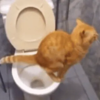 🌟 8149b932 猫, 厕所, 动物, 跳跃 telegram sticker
