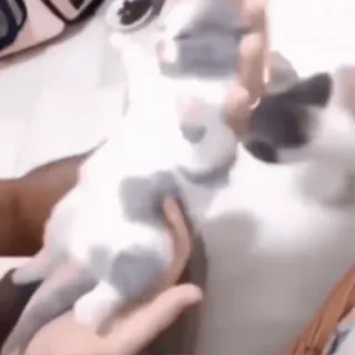 🌟 c4488f3e 猫, 宠物, 小猫, 动物, 可爱, 家养, 哺乳动物 telegram sticker