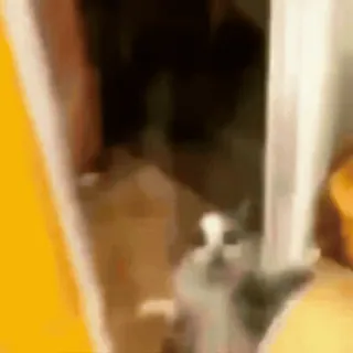 🌟 d455a819 猫, 动物, 宠物, 家畜 telegram sticker