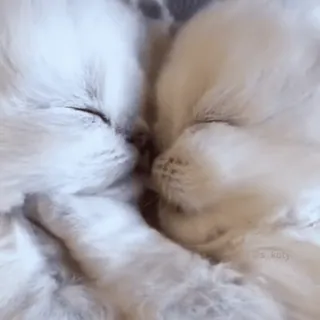 🌟 dc338c99 Its_katy 猫, 小猫, 可爱, 动物, 睡觉, 白色, 宠物 telegram sticker