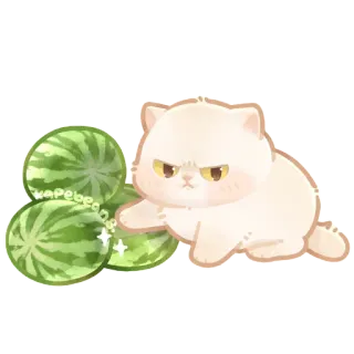😤 ab5b94ce Vapebear.og gato, sandía, lindo, animal, kawaii, mascota, arte digital, pegatina telegram sticker