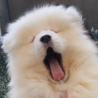 Shoobies telegram stickers