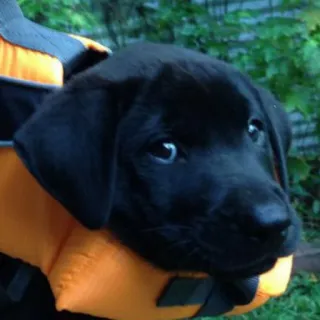 😰 07ed4821 cachorro, cão, labrador preto, animal, animal de estimação, fofo, colete salva-vidas, segurança telegram sticker