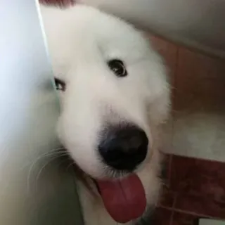 😋 1381086d cachorro, cachorro branco, animal de estimação, animal, fofo, língua, olhos telegram sticker