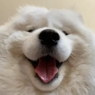 😃 160cab79 cão, samoieda, feliz, fofo, animal, animal de estimação, fofo telegram sticker