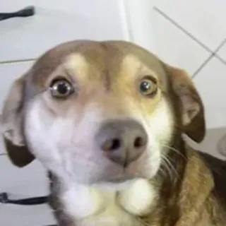 😳 168af6d9 cão, animal de estimação, animal, fofo, retrato, animal doméstico telegram sticker