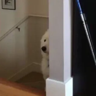 🕵 25e26eca cão, escadas, cão branco, animal, animal de estimação, casa telegram sticker