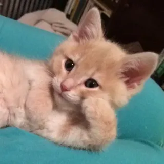 😌 2ceaa63d gato, gatinho, animal de estimação, animal, fofo, animal doméstico telegram sticker