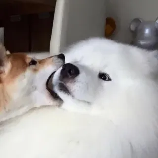 😳 34fff4b2 cachorro, corgi, samoieda, animais, animal de estimação, amizade, fofo telegram sticker