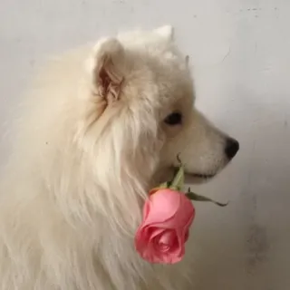 🌹 36ac827a cão, rosa, flor, animal, fofo, samoieda telegram sticker
