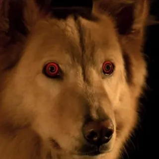 💊 39ced107 cão, mau, possuído, animal, olhos, vermelho, assustador telegram sticker