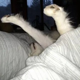😴 5b47453e gato, animal, animal de estimação, cama, sonolento, engraçado telegram sticker