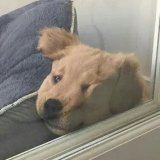 🐶 5e33562e cão, cachorro, golden retriever, animal, animal de estimação, fofo, janela telegram sticker