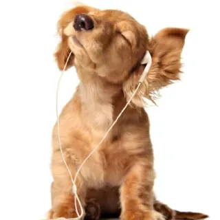 🎧 68bb04e7 cachorro, música, fones de ouvido, filhote, fofo, ouvindo, animal telegram sticker