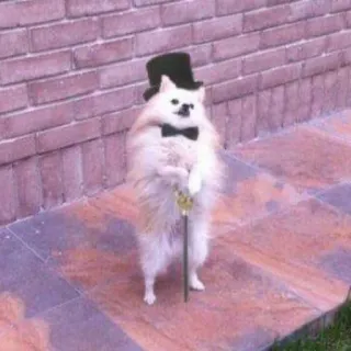 🎩 80b4c595 cachorro, cartola, gravata borboleta, bengala, cavalheiro, lulu da pomerânia, elegante, chique telegram sticker