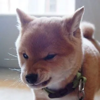 😠 8fd9cd7a Shiba Inu, Cachorro, Animal de estimação, Animal, Retrato, Animal doméstico, Coleira telegram sticker
