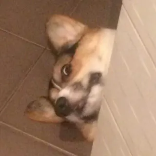 😯 9a4d433c cachorro, filhote, fofo, animal, animal de estimação telegram sticker