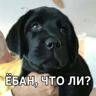 😕 a3aabeda ЁБАН, ЧТО ЛИ? cão, filhote, russo, ofensivo, gíria telegram sticker